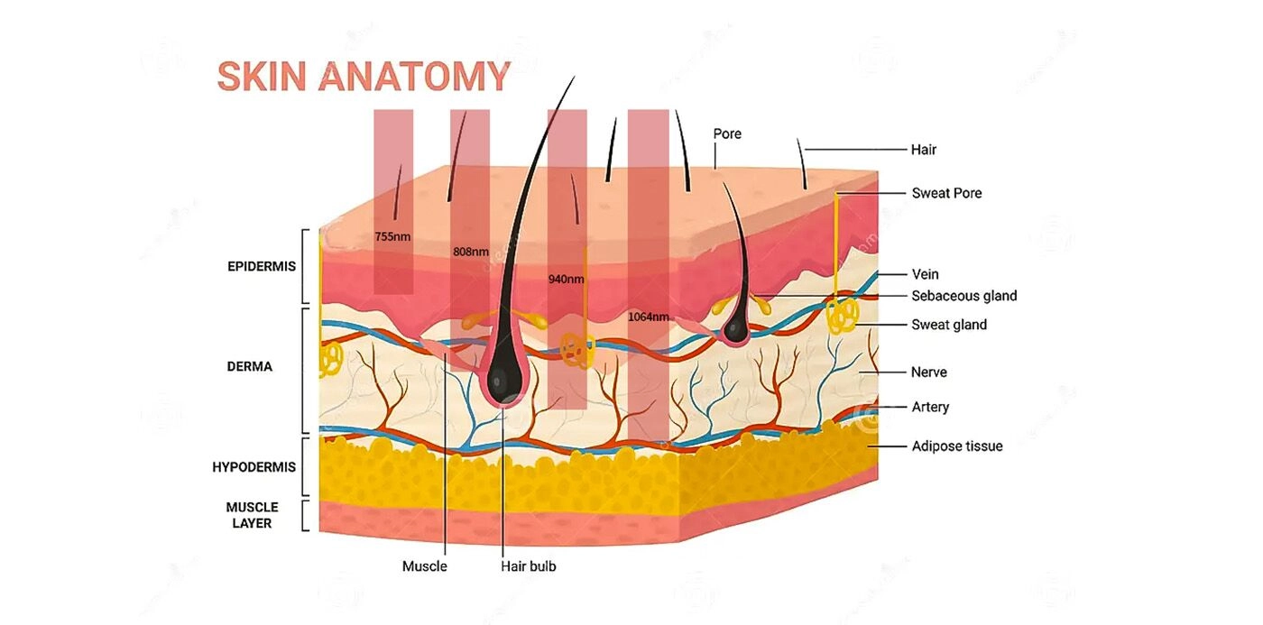 The length of the pulse